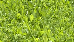 Cumbria: Herbal leys - the Good the Bad and the Ugly!